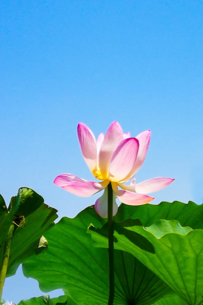 Pink Lotus Flower Green Leaf Blue Sky