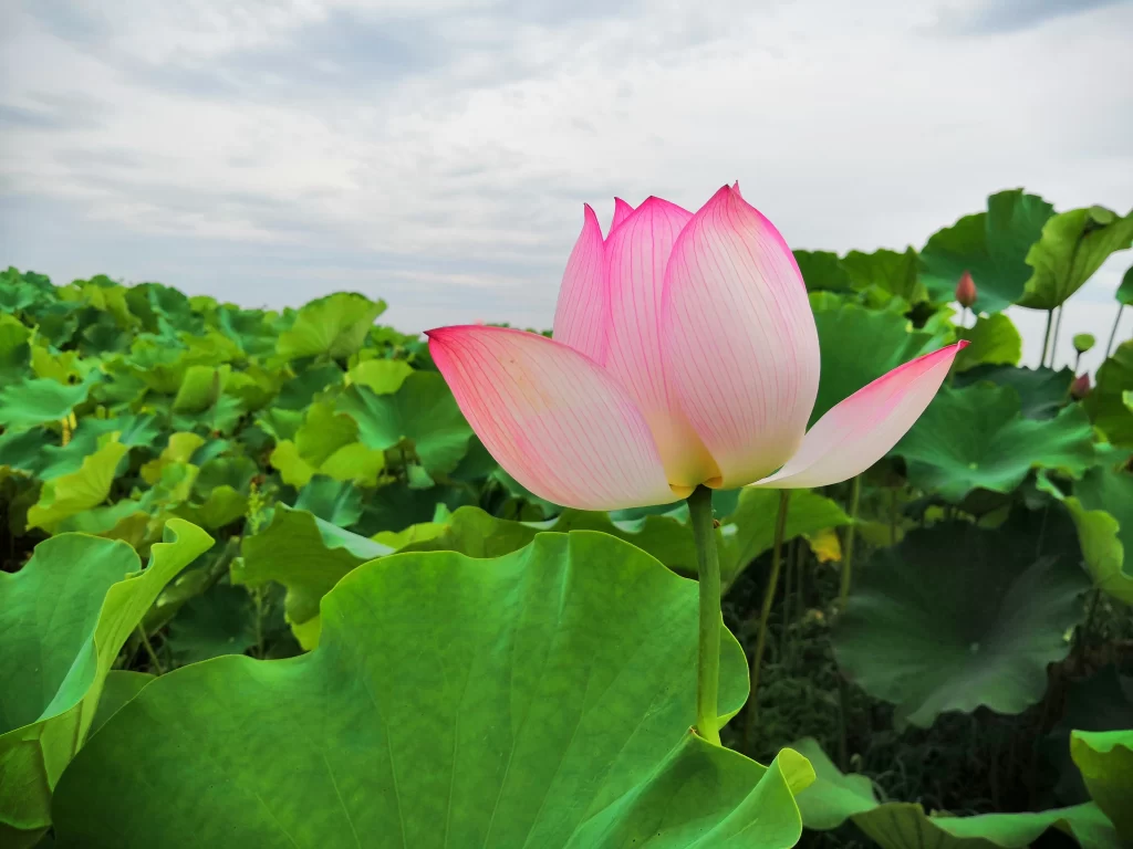 Pink Lotus Flower Green Leaf Pond warm Water