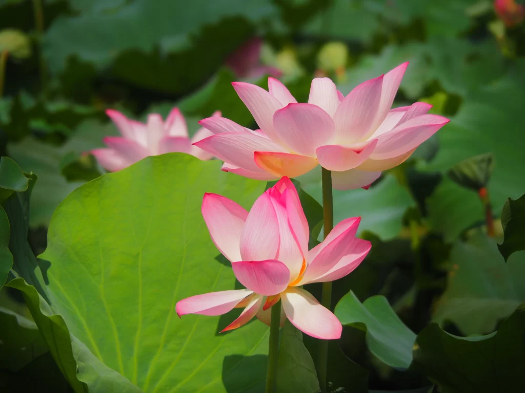 Pink Lotus Flower Green Leaf warm Pond