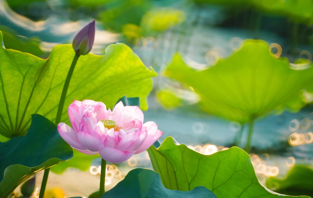 Pink Lotus Flower Green Leaf Pond warm Water