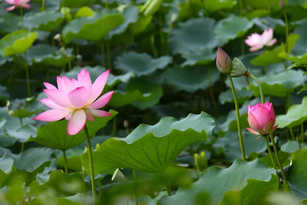 Pink Lotus Flower Green Leaf Pond warm Water