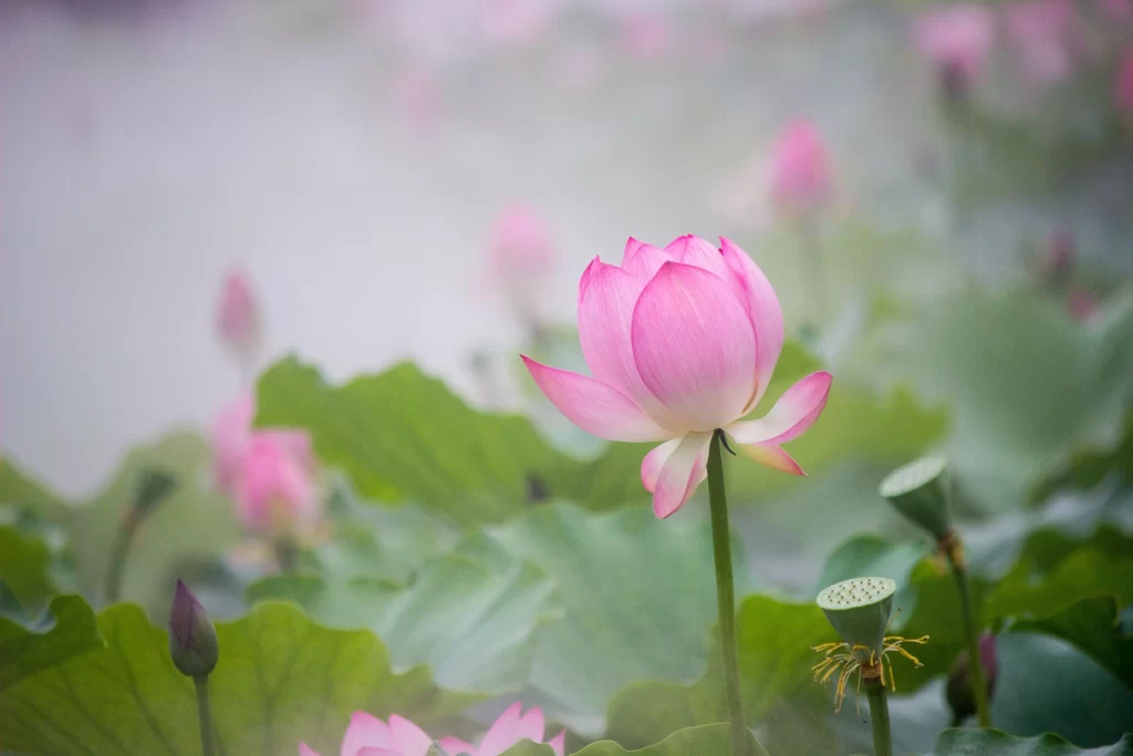 Pink Lotus Flower Green Leaf Pond gray Water