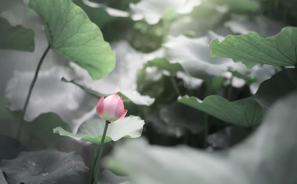Pink Lotus Flower Green Leaf Pond gray Water