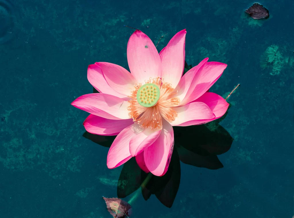 Pink Lotus Flower Green Leaf Pond gray Water