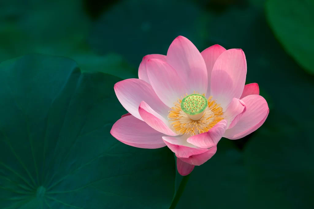 Pink Lotus Flower Green Leaf Pond gray Water