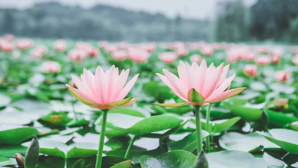 Pink Lotus Flower Green Leaf Pond gray Water