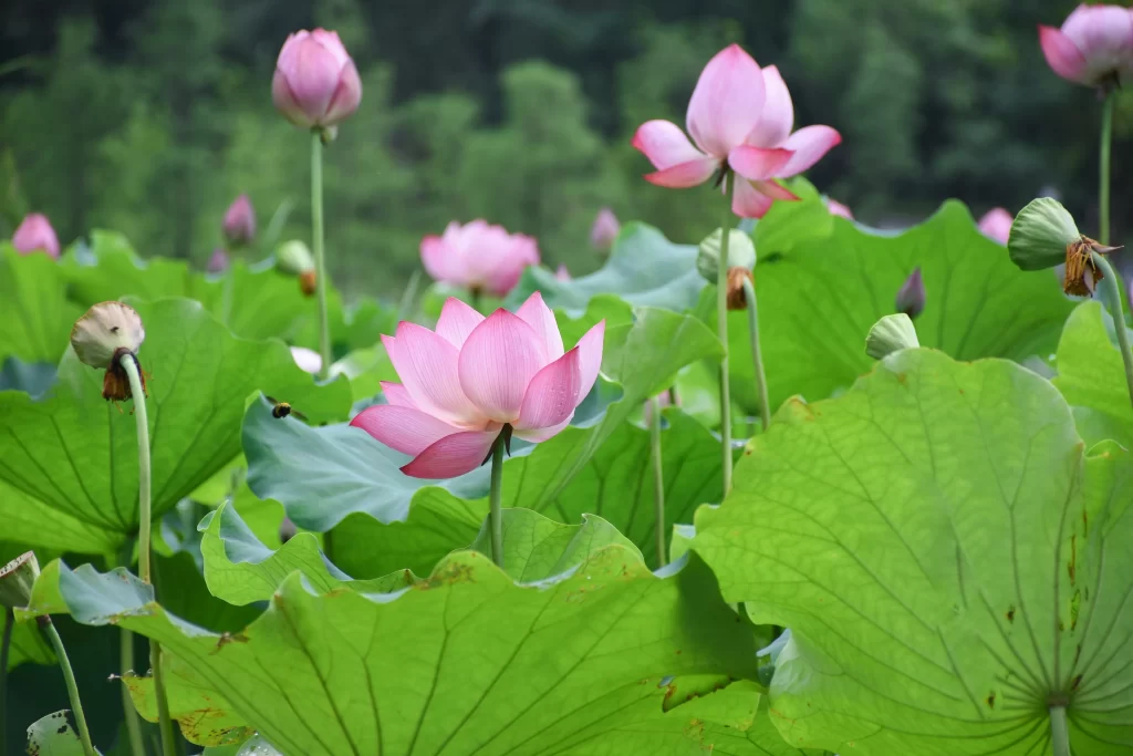 Pink Lotus Flower Green Leaf warm Pond