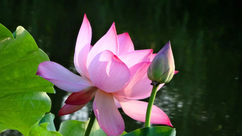 Pink Lotus Flower Green Leaf Pond gray Water