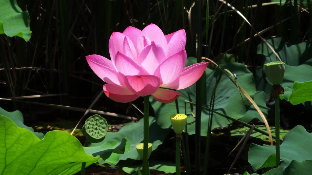 Pink Lotus Flower Green Leaf Pond dark Water