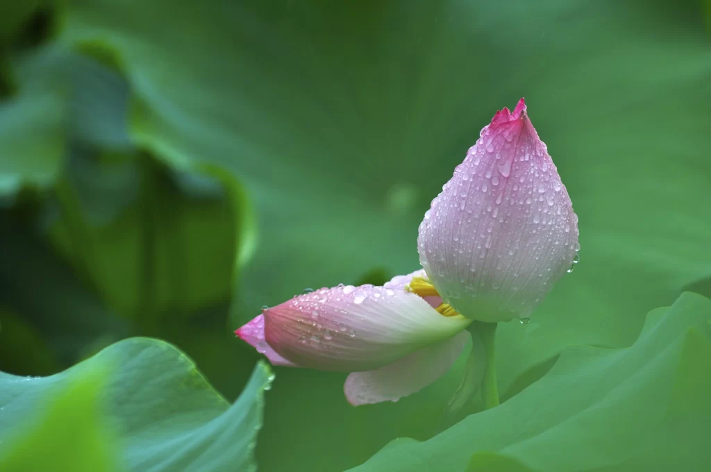 Pink Lotus Flower Green Leaf warm Dewdrops