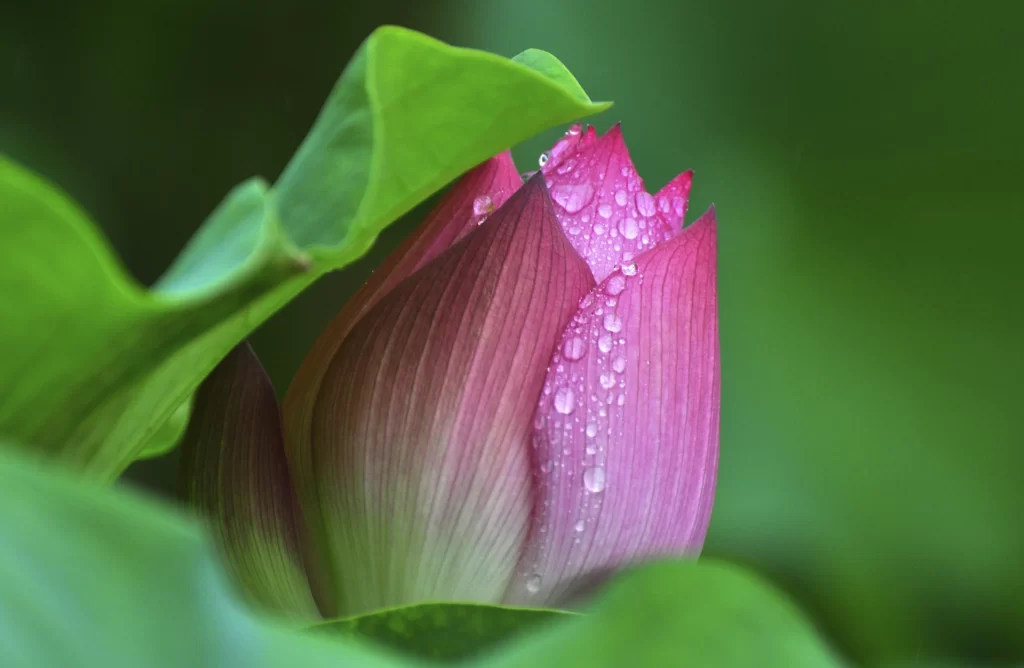 Pink Lotus Flower Green Leaf warm Dewdrops