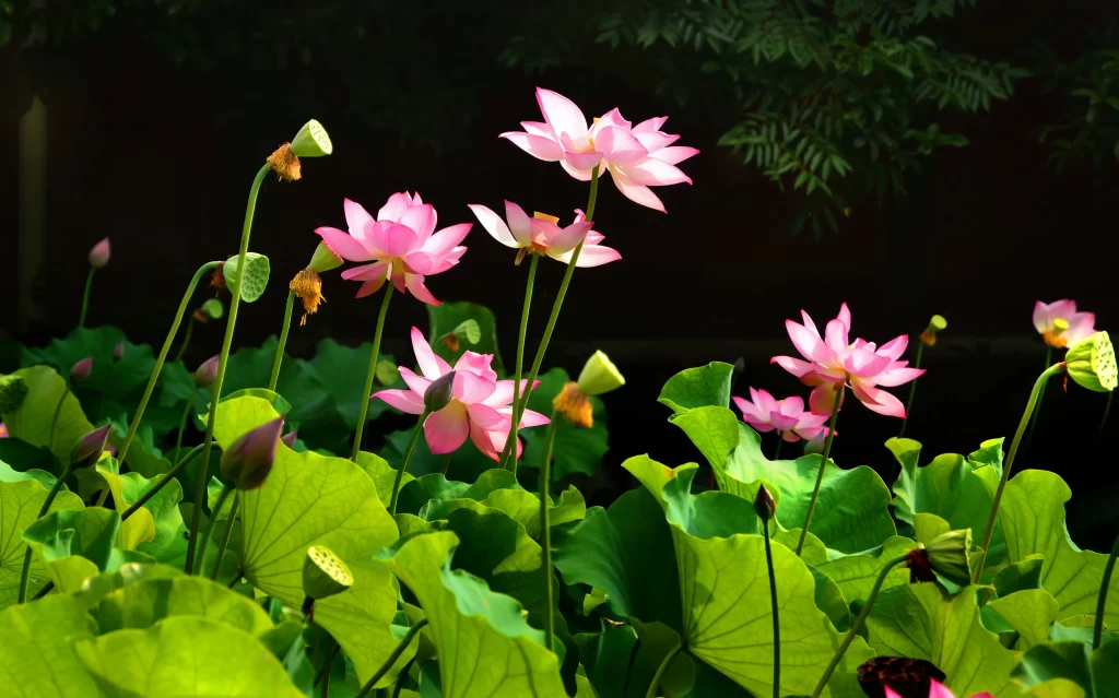 Pink Lotus Flower Green Leaf warm Pond