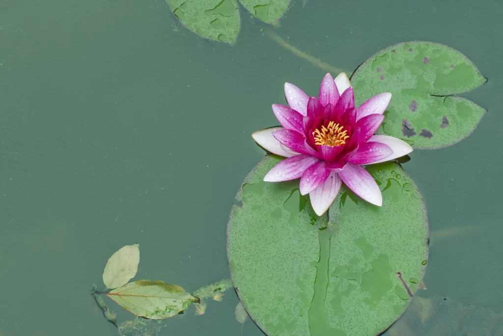Pink Lotus Flower Green Leaf Pond gray Water