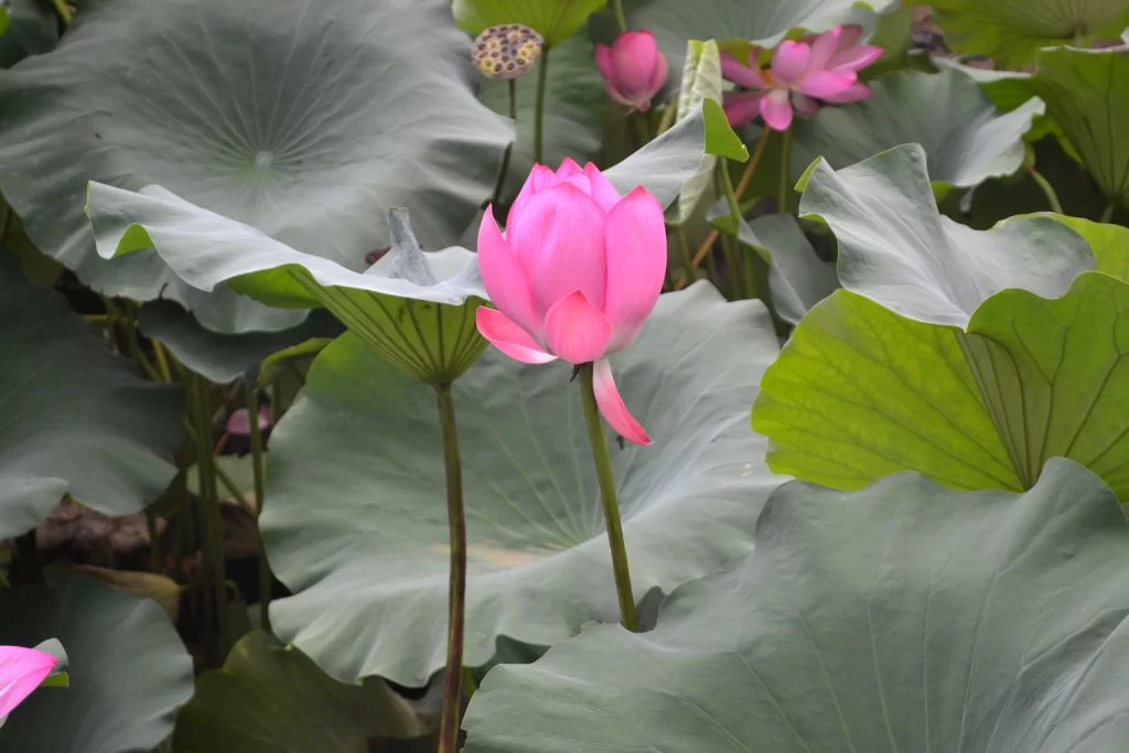 Pink Lotus Flower Green Leaf Pond gray Water