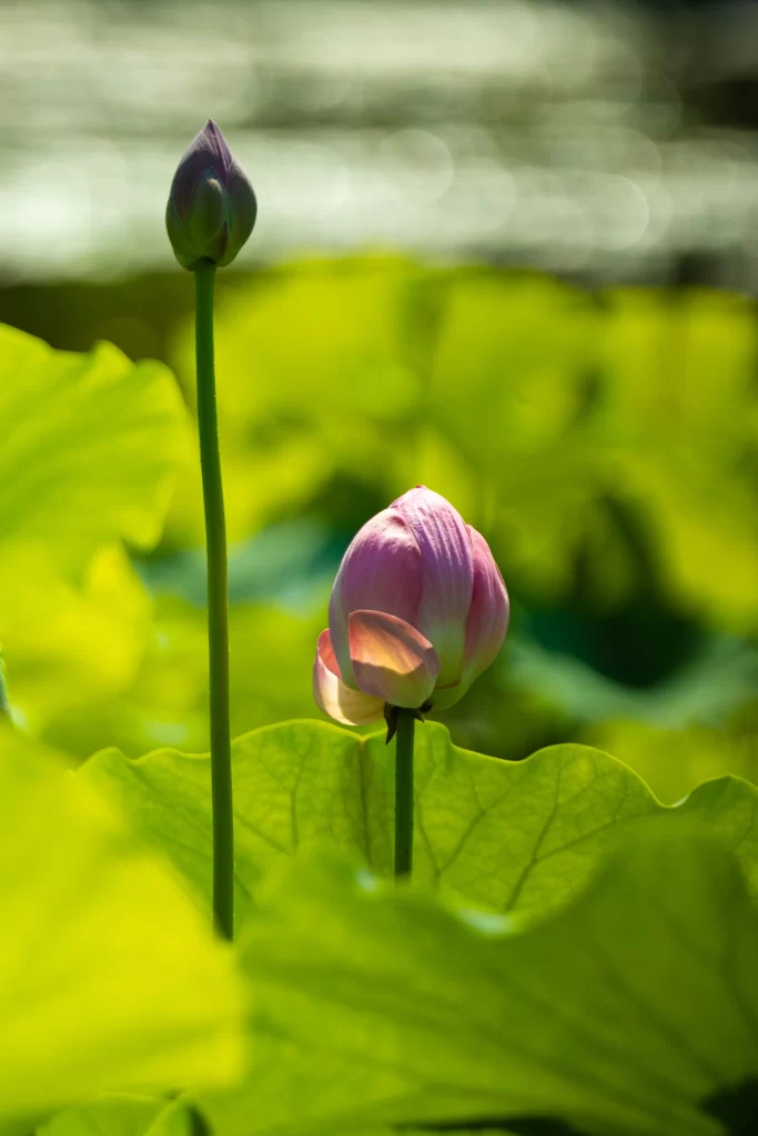 Pink Lotus Flower Green Leaf Pond warm Water