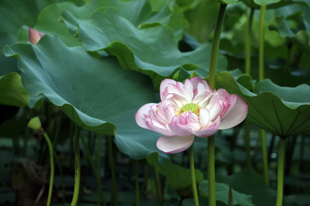 Pink Lotus Flower Green Leaf Pond gray Water