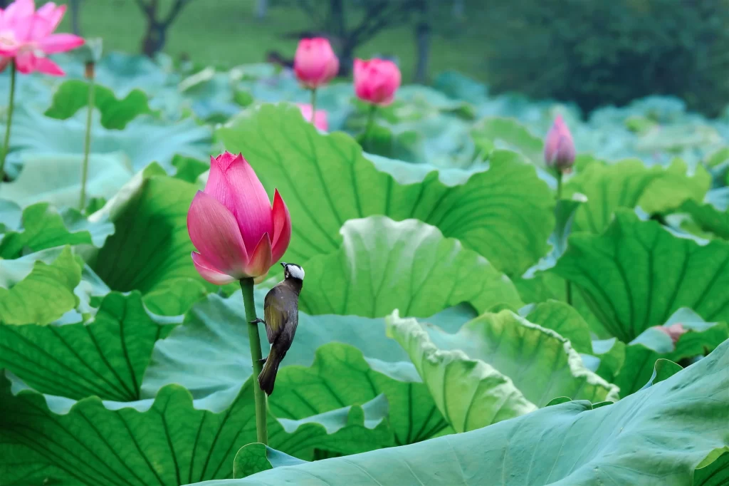 Pink Lotus Flower Green Leaf cool Bird