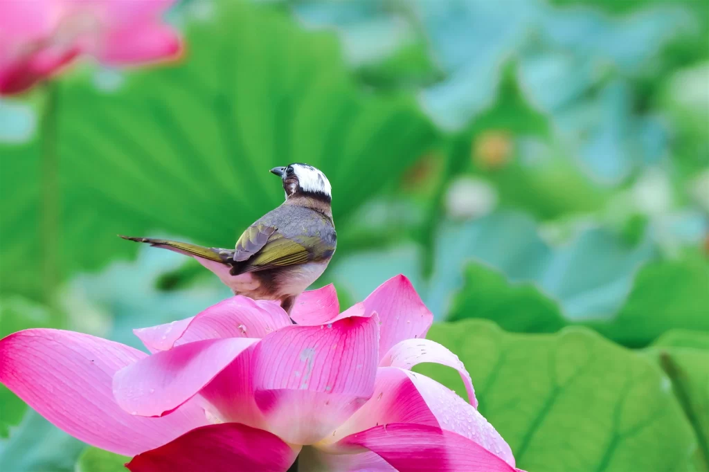 Pink Lotus Flower Green Leaf cool Bird