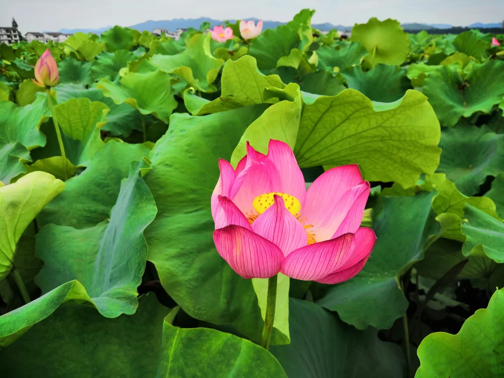 Pink Lotus Flower Green Leaf Pond warm Water