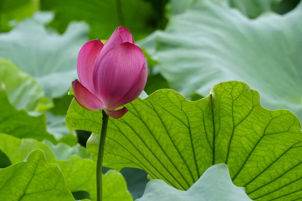 Pink Lotus Flower Green Leaf Pond warm Water