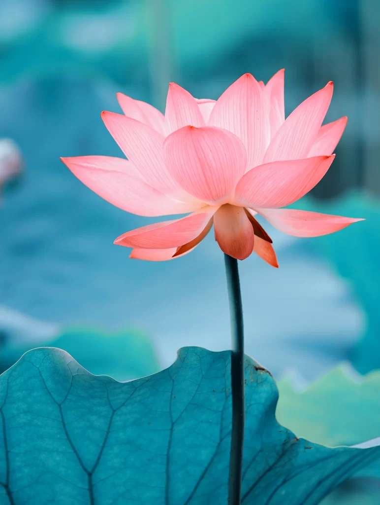 Pink Lotus Flower Green Leaf Pond cool Water