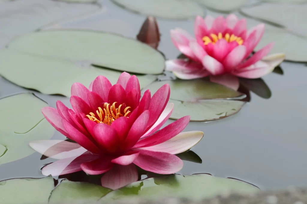 Pink Lotus Flower Green Leaf Pond gray Water