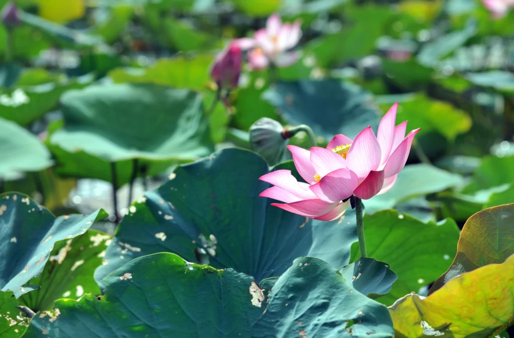 Pink Lotus Flower Green Leaf Pond cool Water