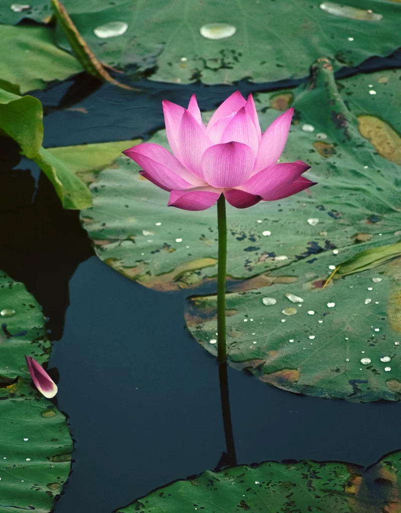 Pink Lotus Flower Green Leaf Pond gray Water