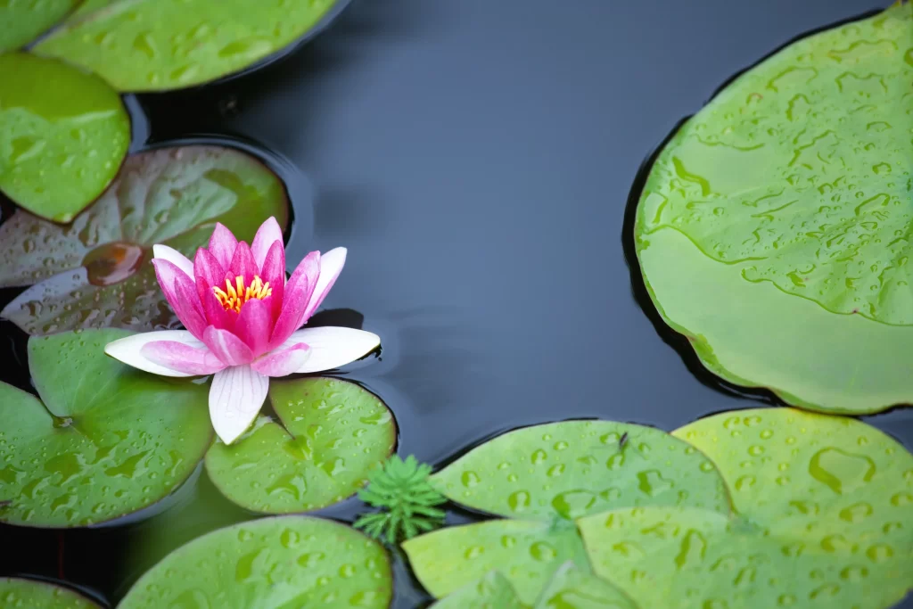 Pink Lotus Flower Green Leaf Pond warm Water