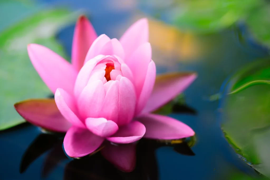 Pink Lotus Flower Green Leaf Pond gray Water