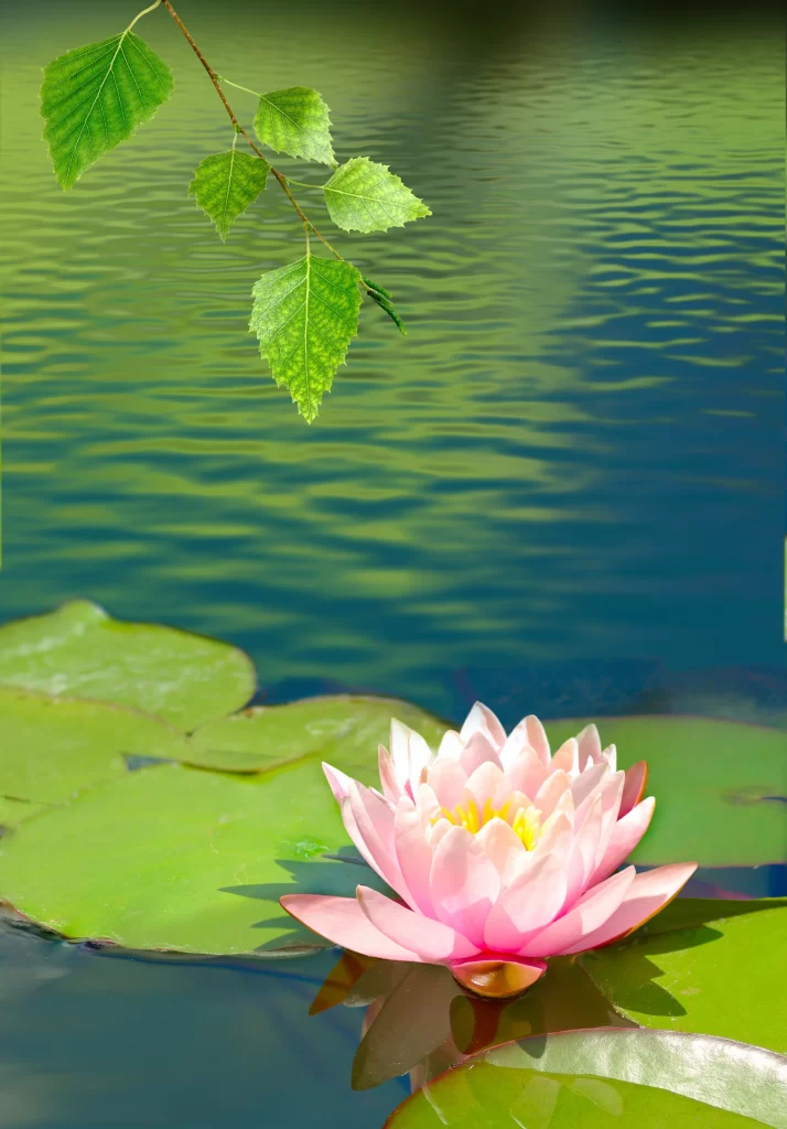 Pink Lotus Flower Green Leaf Pond warm Water