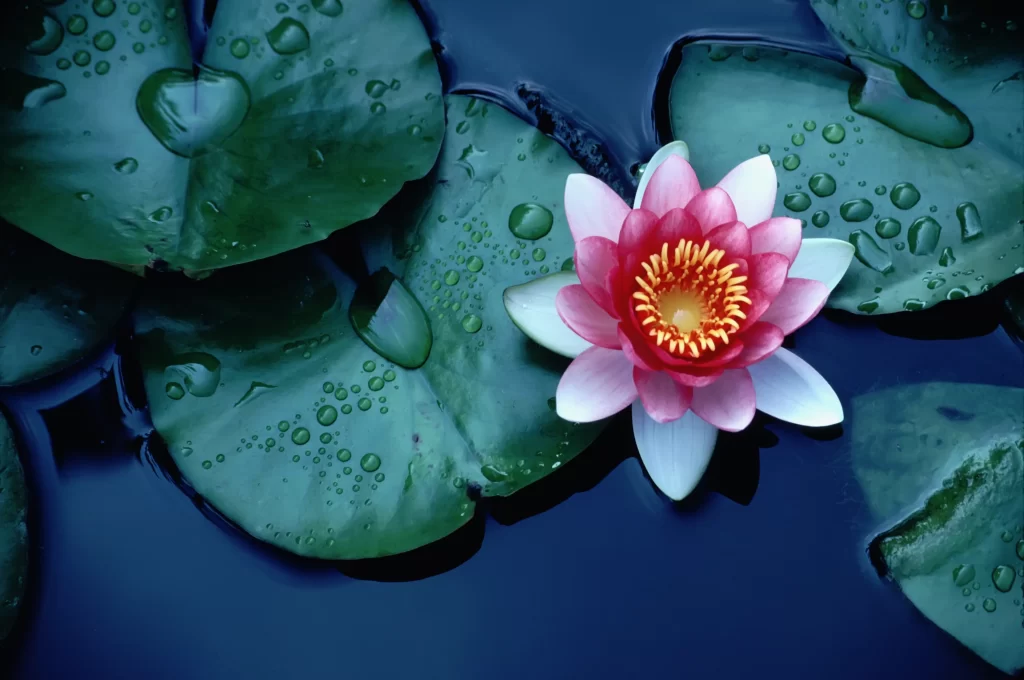Pink Lotus Flower Green Leaf Pond cool Water