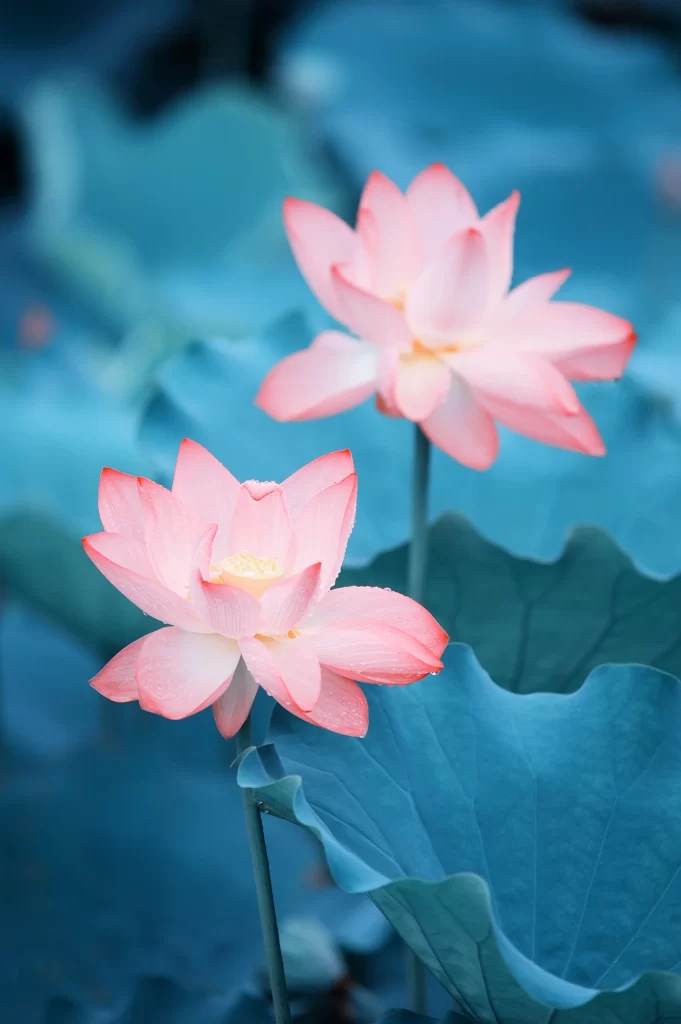 Pink Lotus Flower Green Leaf Pond cool Water
