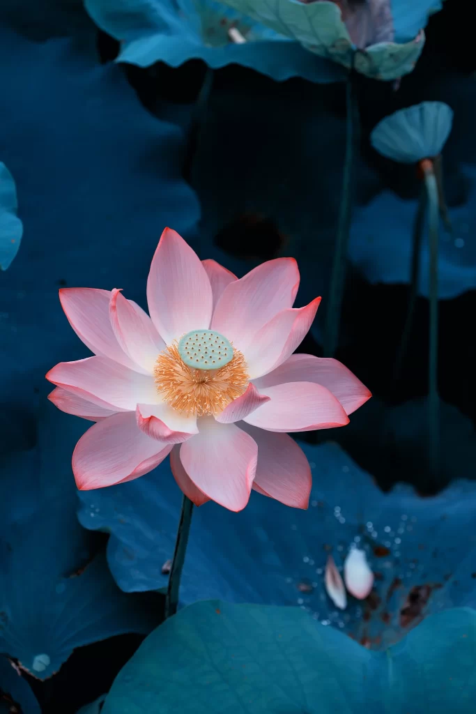 Pink Lotus Flower Green Leaf Pond gray Water
