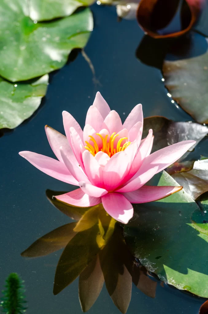 Pink Lotus Flower Green Leaf Pond gray Water