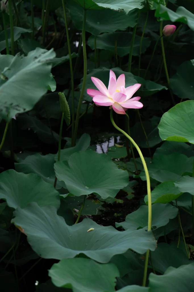 Pink Lotus Flower Green Leaf Pond dark Water