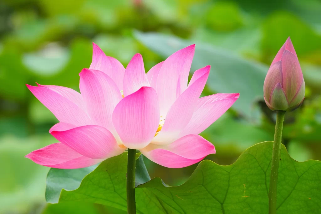 Pink Lotus Flower Green Leaf warm Pond