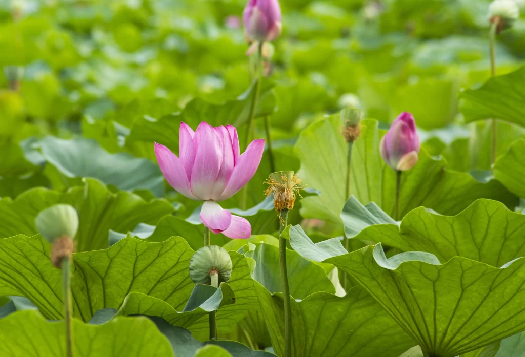 Pink Lotus Flower Green Leaf warm Pond