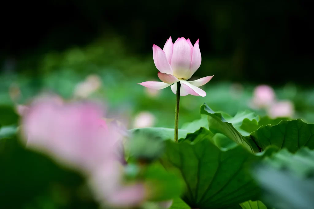 Pink Lotus Flower Green Leaf Pond warm Water