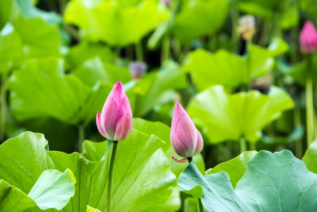 Pink Lotus Flower Green Leaf Pond warm Water