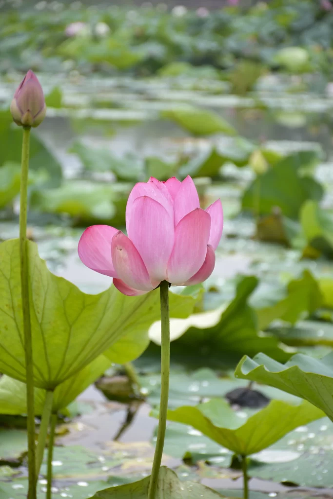 Pink Lotus Flower Green Leaf Pond warm Water