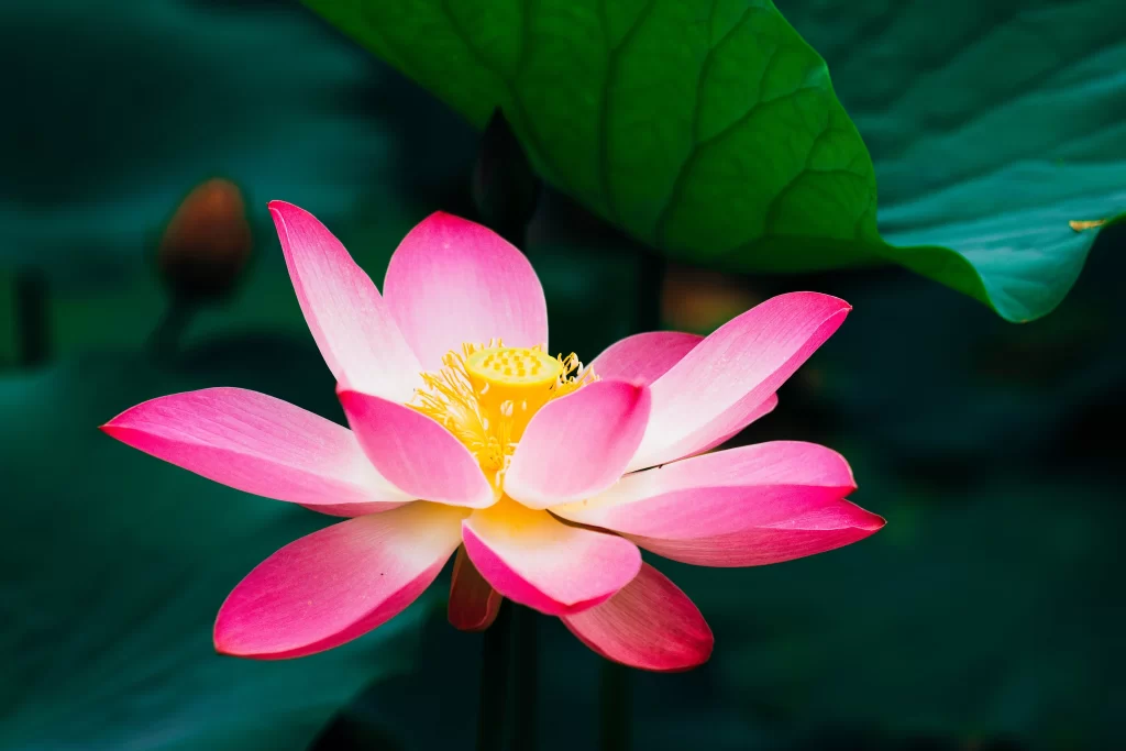 Pink Lotus Flower Green Leaf Pond gray Water