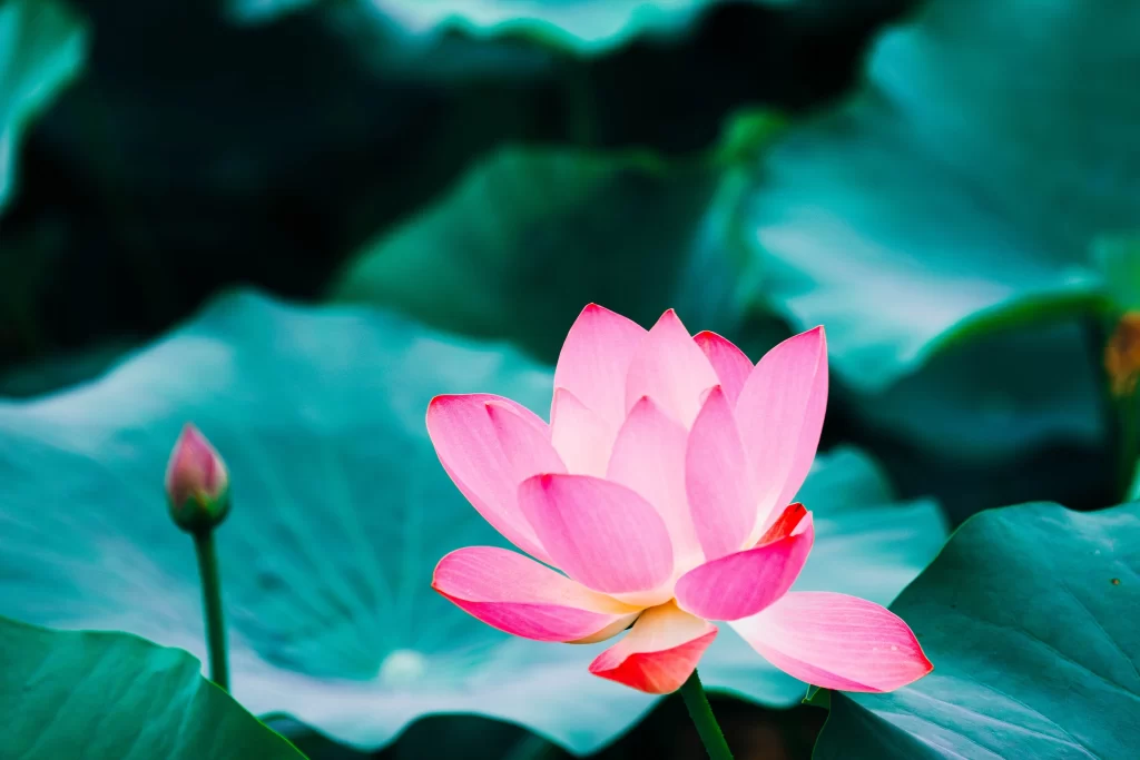 Pink Lotus Flower Green Leaf Pond cool Water