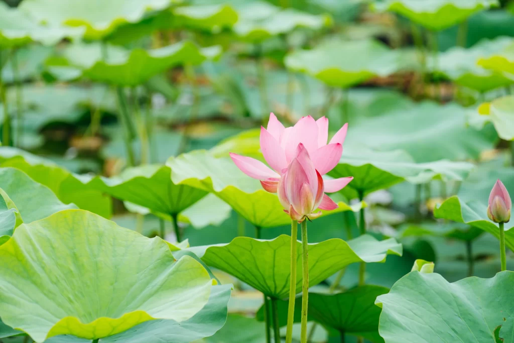 Pink Lotus Flower Green Leaf warm Pond