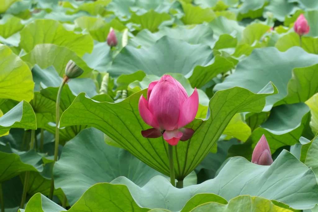 Pink Lotus Flower Green Leaf warm Pond
