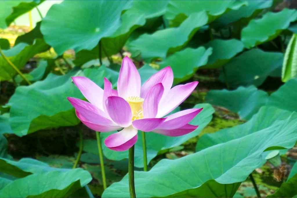 Pink Lotus Flower Green Leaf cool Pond