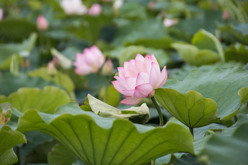 Pink Lotus Flower Green Leaf Pond warm Water