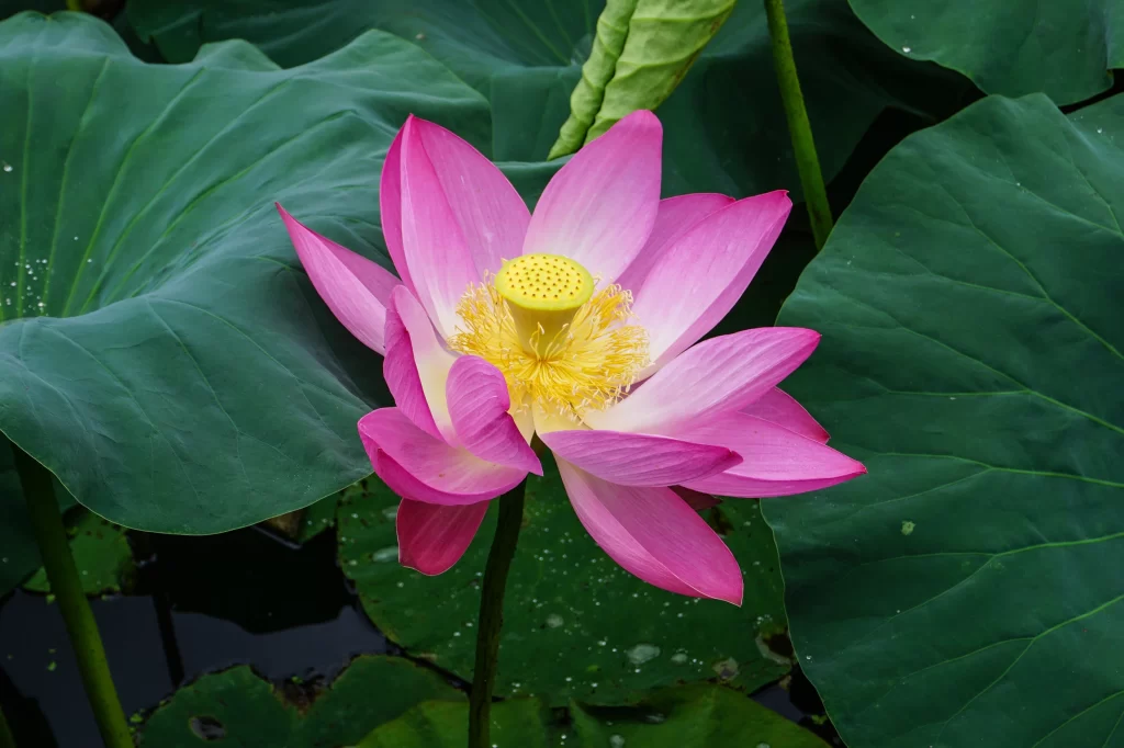 Pink Lotus Flower Green Leaf Pond gray Water