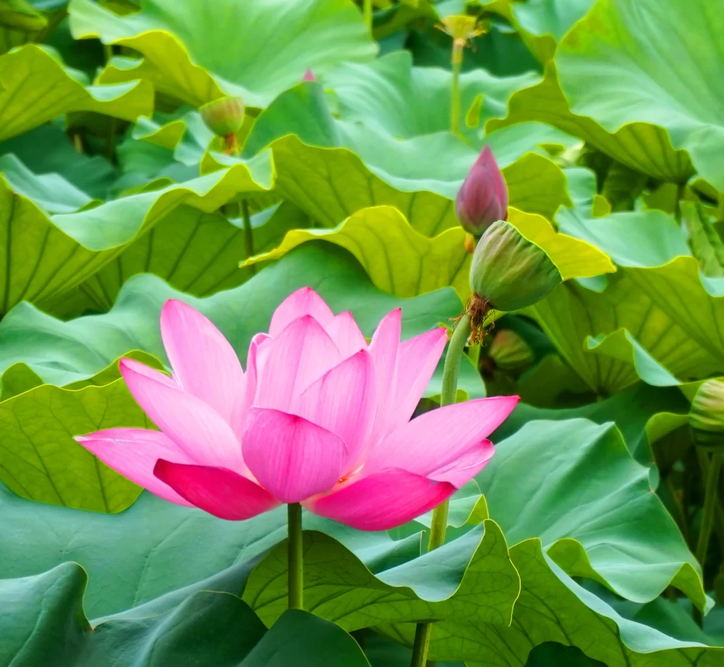 Pink Lotus Flower Green Leaf warm Pond