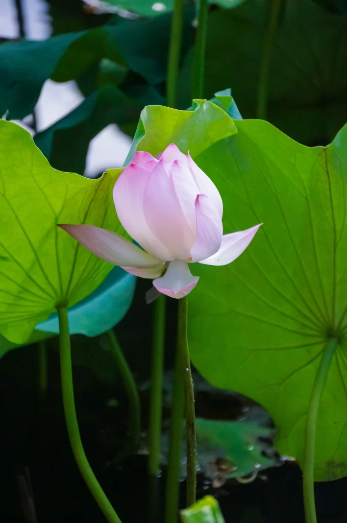 Pink Lotus Flower Green Leaf warm Pond